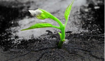 suanonalphalipid.org